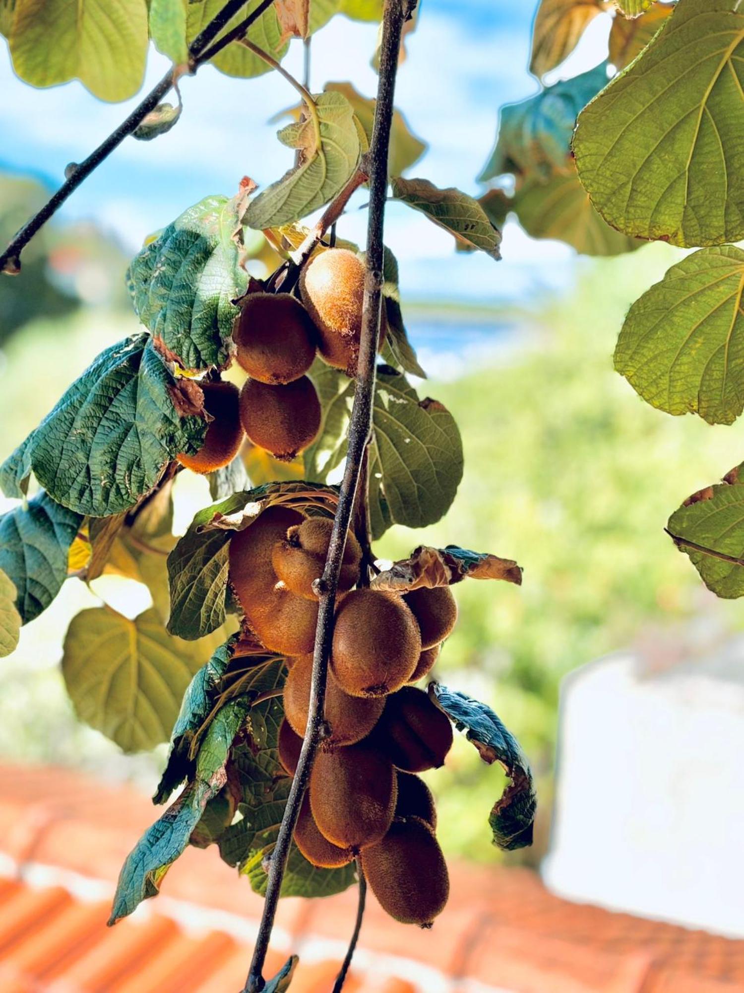 Apartments Fora - Hvar هفار المظهر الخارجي الصورة